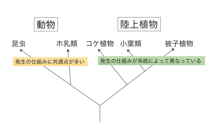 図３ 動物と陸上植物では発生の進化の仕方が異なる