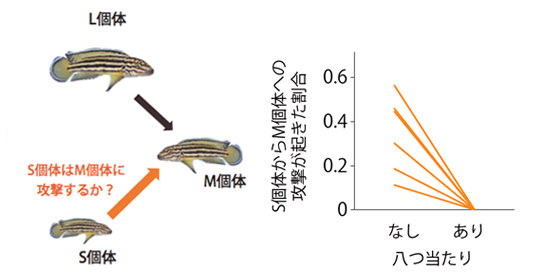 図４　L個体がM個体を攻撃した後、S個体がM個体を攻撃したデータの割合（各線は各実験での結果を示す）。M個体が八つ当たりをしない場合、S個体からM個体への攻撃が見られたが、M個体がS個体に八つ当たりをした場合、S個体はM個体を攻撃しなかった（統計的に有意差）。この効果はメスのみで見られ、オスではS個体からM個体への攻撃自体が稀であった。クレジット：総合研究大学院大学