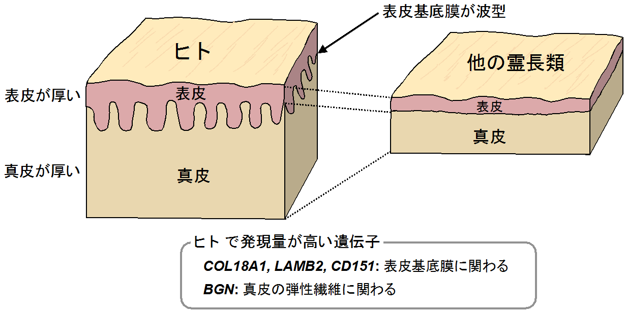 類人猿からヒトへの進化過程における遺伝子発現.png